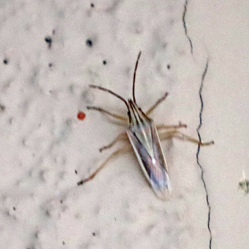 Mecidea