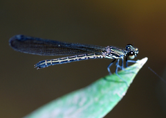 Heliocypha biforata