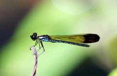Heliocypha biforata