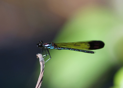 Heliocypha biforata