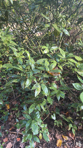 Aucuba japonica observed 2026-10-24