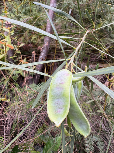 Acacia suaveolens observed 2026-10-24