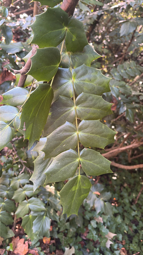 Mahonia japonica, 2026-10-24
