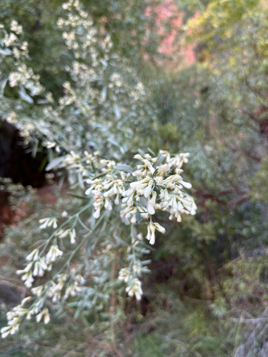 willow baccharis