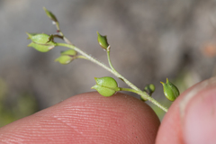Lepidium oxycarpum