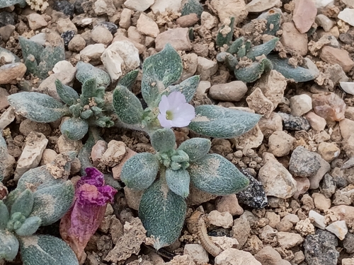 Shrubby Tiquilia