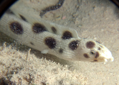 Myrichthys maculosus