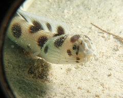 Myrichthys maculosus