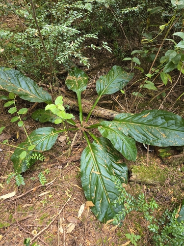Lysichiton americanus, 2026-10-24