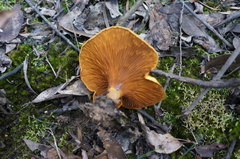 Austropaxillus muelleri