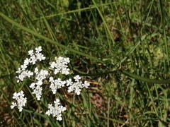 Carum carvi