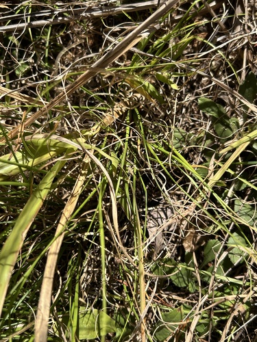 Danthonia spicata observed 2026-10-23