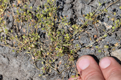 Lepidium oxycarpum