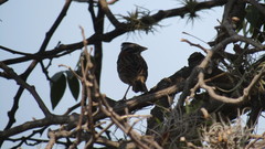 Zonotrichia capensis