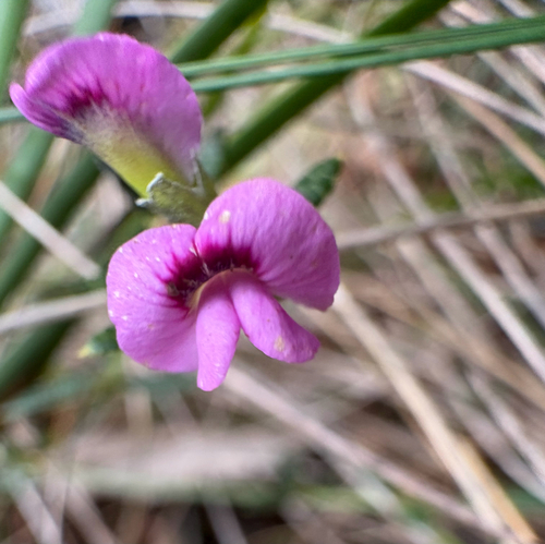 Mirbelia rubiifolia, 2026-10-24
