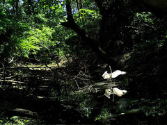 Ardea alba