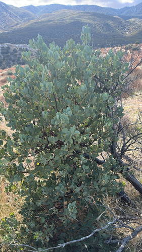 Arctostaphylos glauca, 2026-10-24