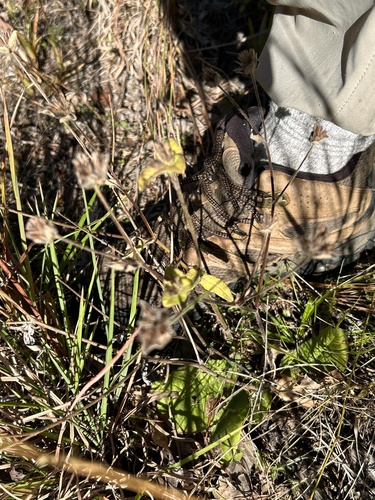 Elephantopus tomentosus observed 2026-10-23