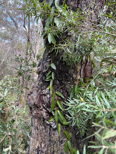 Parsonsia straminea observed 2026-10-24