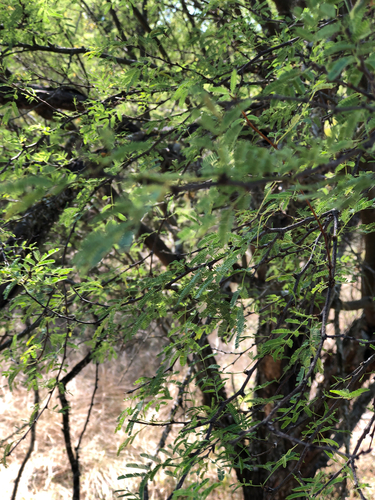 Vachellia farnesiana observed 2026-10-24