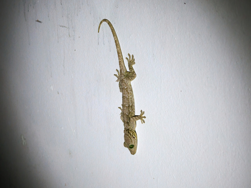 Gekko smithii observed 2026-10-14