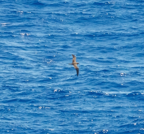 Puffinus pacificus observed 2026-10-24