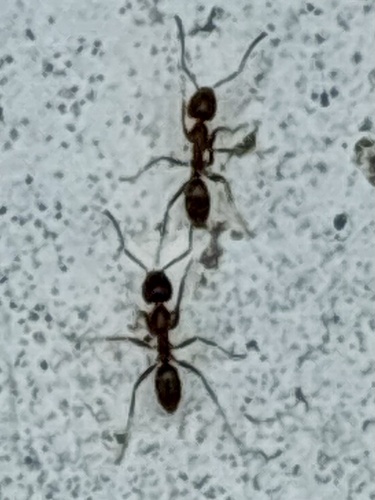 Linepithema humile observed 2026-10-24