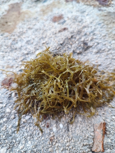 Dictyota dichotoma observed 2026-10-22