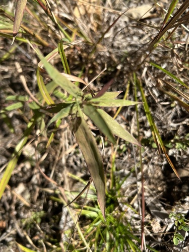 Dichanthelium commutatum observed 2026-10-23