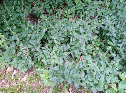 Tall skullcap (Scutellaria altissima)