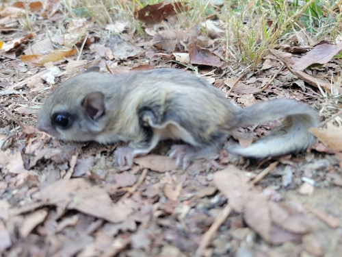 Glaucomys volans observed 2026-10-24