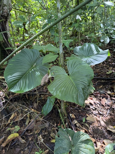 Philodendron grandipes observed 2026-10-24