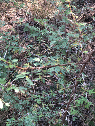 Vachellia farnesiana observed 2026-10-24