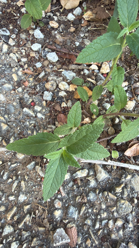 Teucrium canadense, 2026-10-24