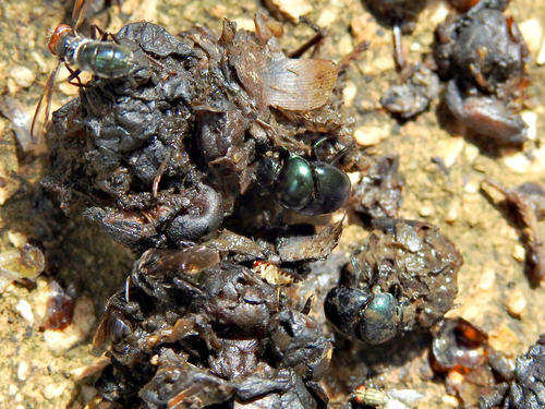Canthon indigaceus
