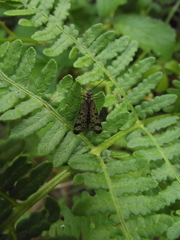 Panorpa meridionalis