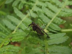 Panorpa meridionalis