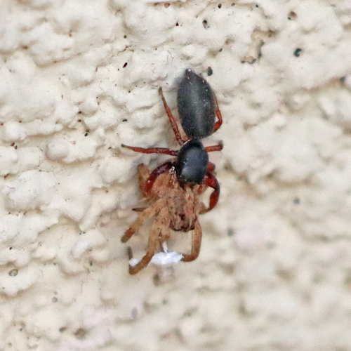 Ribbon Jumping Spider