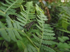 Panorpa meridionalis