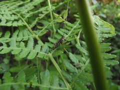 Panorpa meridionalis