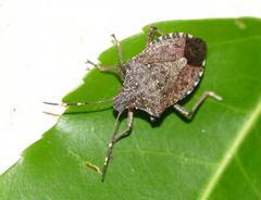 Halyomorpha halys