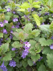 Glechoma hederacea