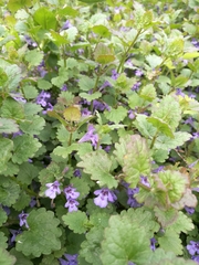 Glechoma hederacea