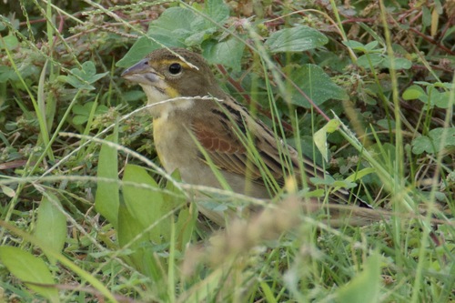Dickcissel