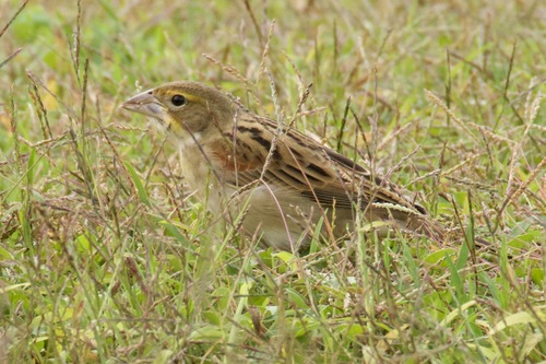 Dickcissel
