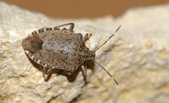 Halyomorpha halys