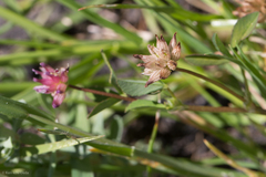 Trifolium hydrophilum