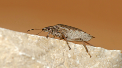 Halyomorpha halys