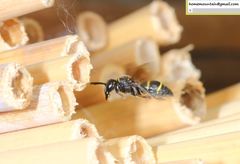 Euodynerus nipanicus nipanicus