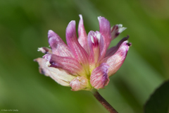 Trifolium hydrophilum